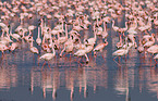 colonyof lesser flamingos